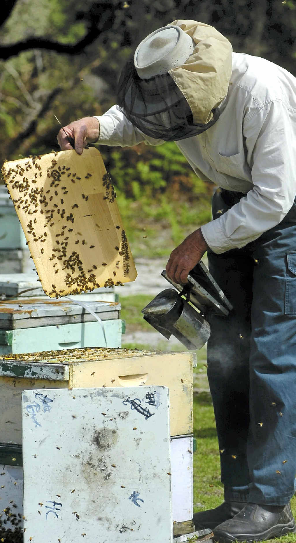 ON THE JOB: Using smoke to subdue his bees, Broadwater apiarist Alistair Maloney works a hive. ON THE JOB: Using smoke to subdue his bees, Broadwater apiarist Alistair Maloney works a hive.